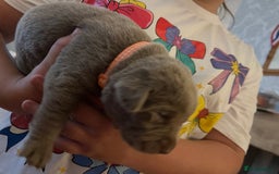 Labrador Retriever dogs for sale: Kc dna clear silver Labrador pups  - Image 14