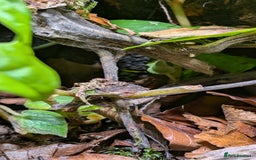 Frog reptiles for sale: 2 dendrobates tinctorius dart frogs for sale  - Image 5