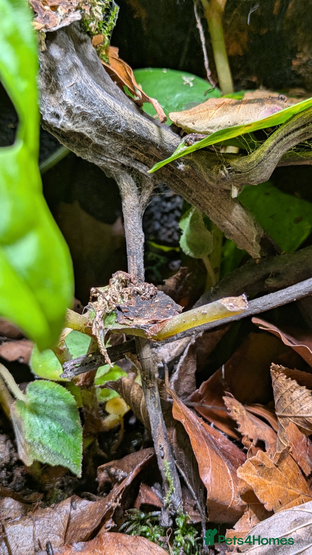 Frog reptiles for sale: 2 dendrobates tinctorius dart frogs for sale  - Image 5
