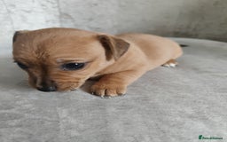 Mixed Breed dogs for sale: Four Little Ones:Sweet Female Puppies Seeking Home - Image 10