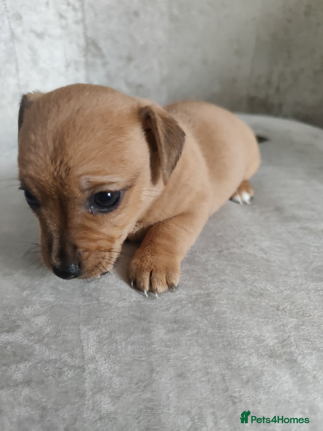 Mixed Breed dogs for sale: Four Little Ones:Sweet Female Puppies Seeking Home - Image 10