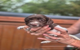 Sprocker dogs for sale: Beautiful Sprocker pups - Image 7