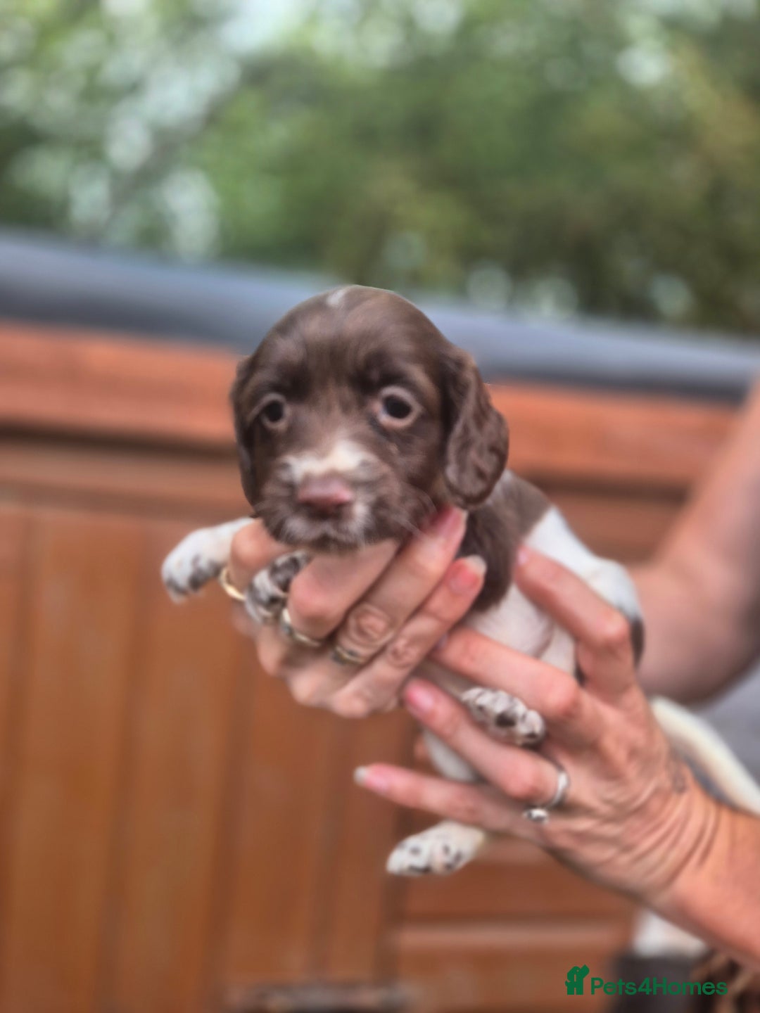 Sprocker dogs for sale: Beautiful Sprocker pups - Image 7