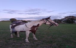 Spanish Sporthorse horses for sale: Super safe mare - Image 2