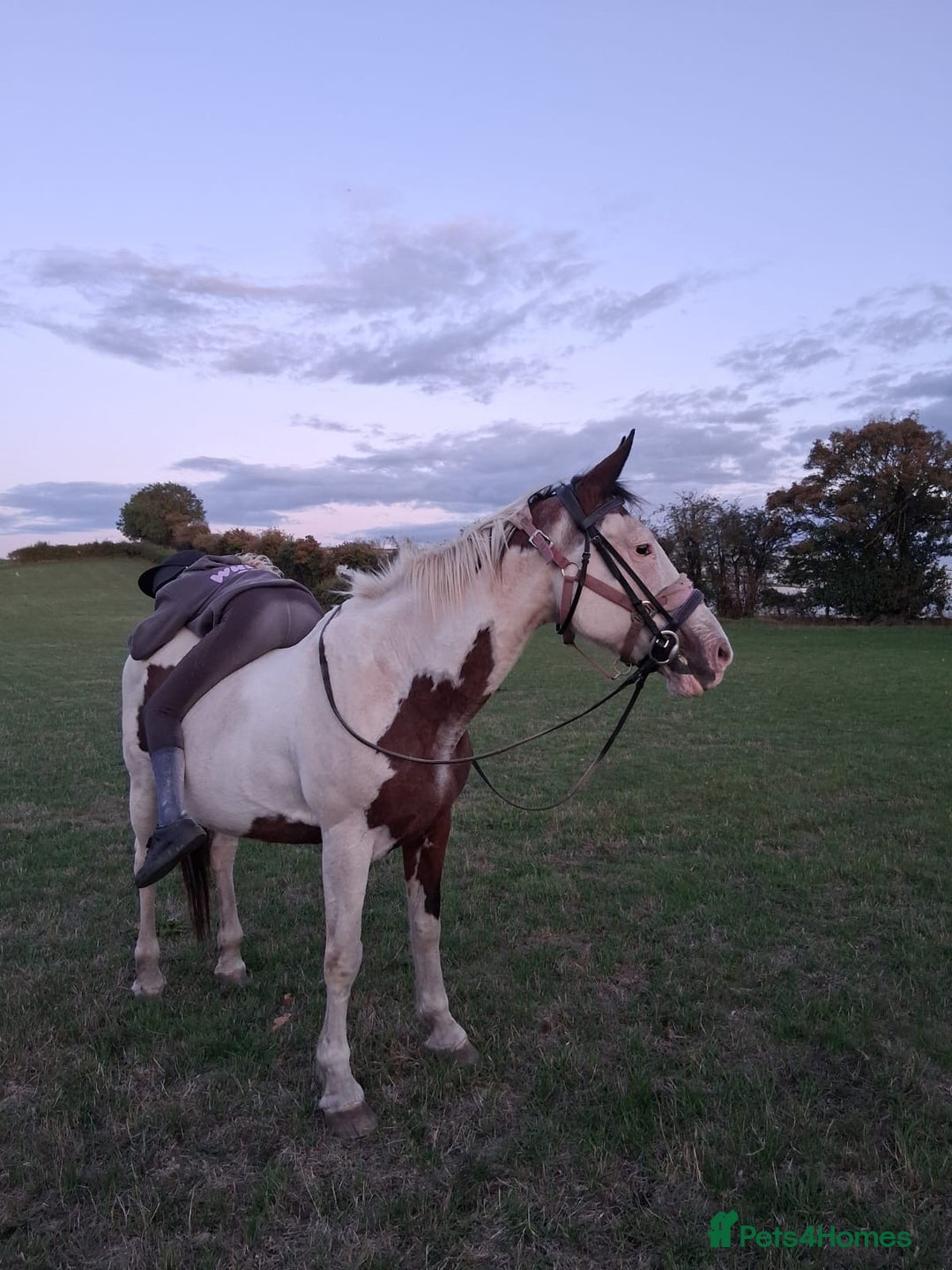 Spanish Sporthorse horses for sale: Super safe mare - Image 2
