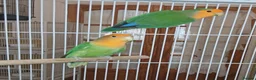 Lovebirds birds for sale: Lovebird pairs £50 per pair - Advert 2