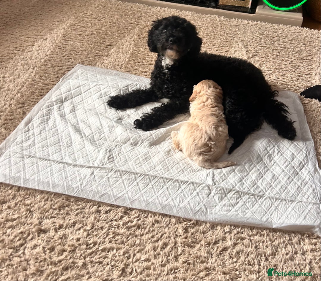 Cockapoo dogs for sale: Adorable F1B Cockapoo Puppies ready 6th November - Image 11