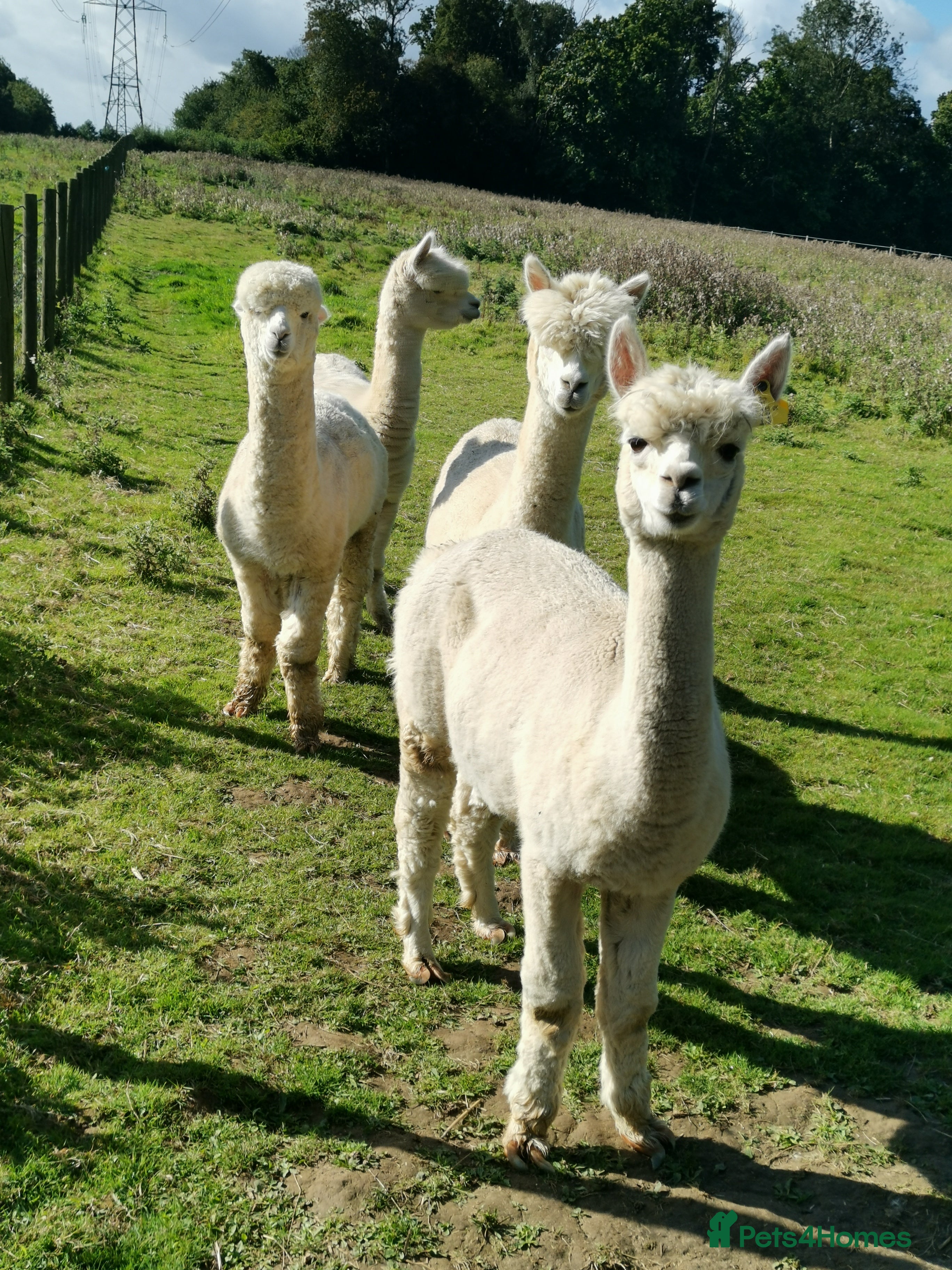 Alpaca livestock 3 females and 1 male - Advert 10