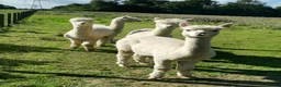 Alpaca livestock for sale: 3 females and 1 male in Canterbury - Advert 1