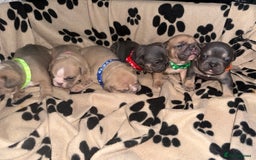 Mixed Breed dogs for sale: 6 beautiful mix French & English bulldog puppies  - Image 1