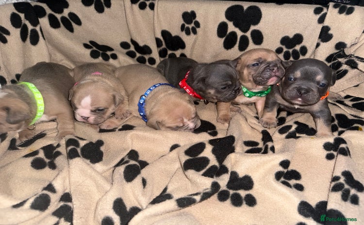 Mixed Breed dogs - Advert 2