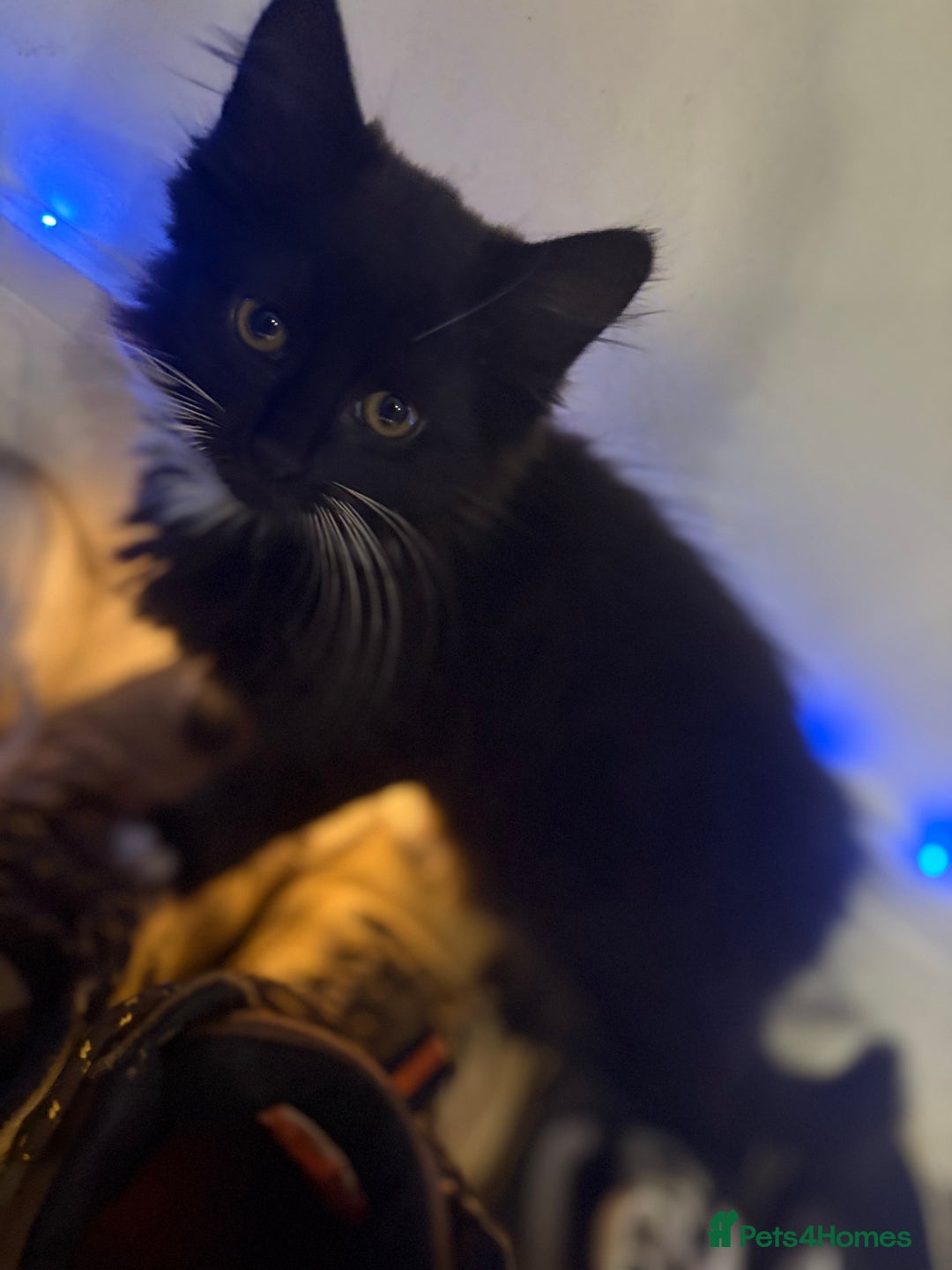 European cats for sale: Playful cats  - Image 6