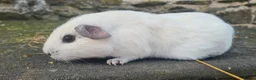 Guinea Pig rodents for sale: Male smooth haired guinea pigs - Advert 6