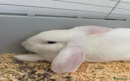 Mini Lop rabbits for sale: Dutch and Mini lop pair  - Image 2