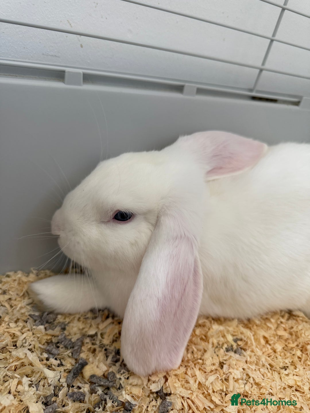 Mini Lop rabbits for sale: Dutch and Mini lop pair  - Image 2