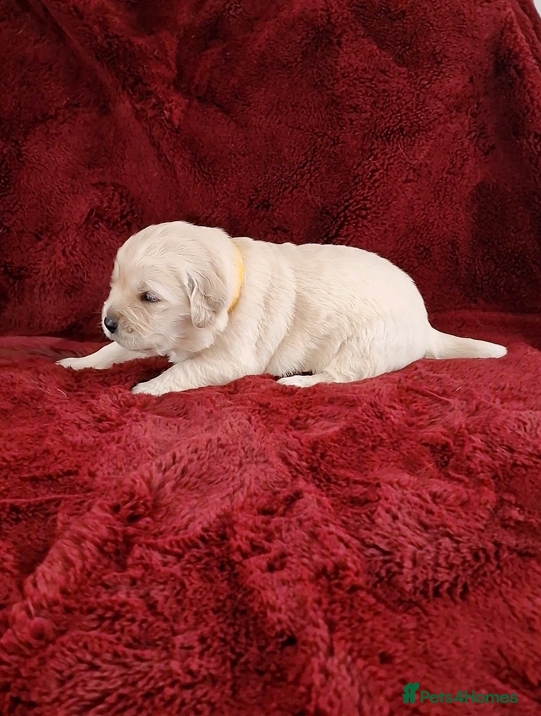 Golden Retriever dogs for sale: KC Registered Golden Retriever Puppies - Advert 7