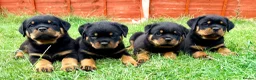 Rottweiler dogs for sale: Beautiful Rottweiler Puppies  in Chessington - Advert 9