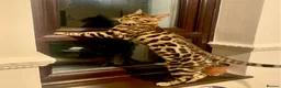 Bengal cats for sale: Pure Bengal Kittens - Advert 2