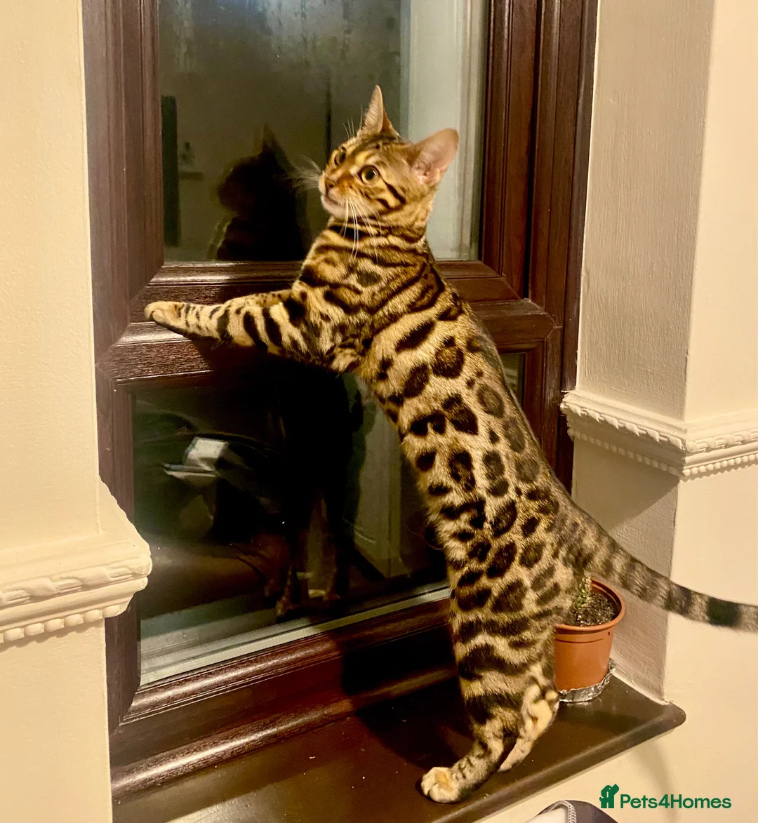 Bengal cats for sale: Pure Bengal Kittens - Advert 2