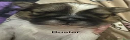 Shih Tzu dogs for sale: Shih Tzu pups - Advert 33