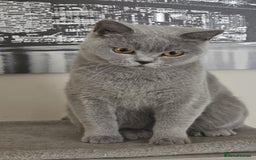 British Shorthair cats for sale: GCCF BSH Girl - Image 2