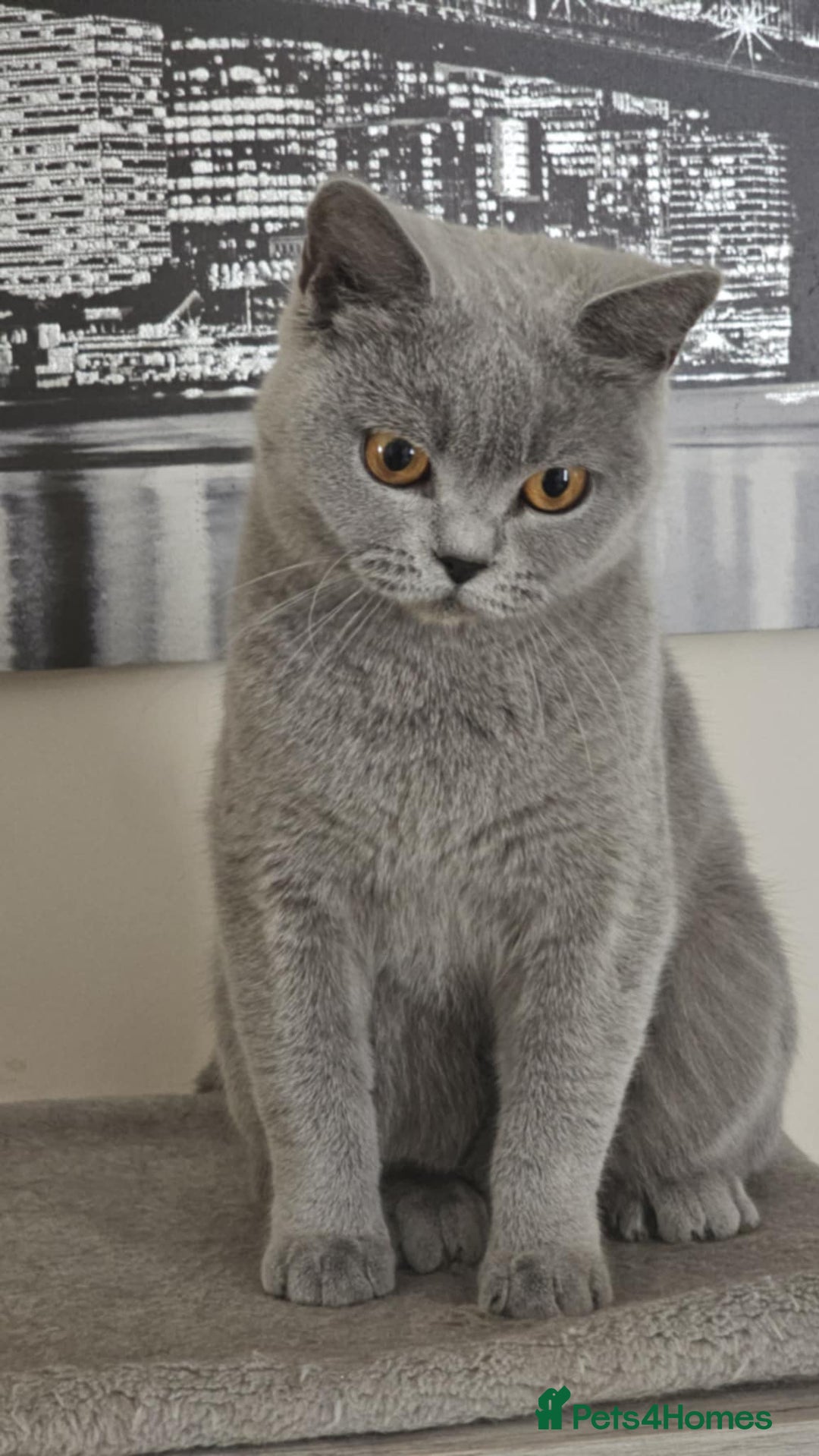 British Shorthair cats for sale: GCCF BSH Girl - Image 2