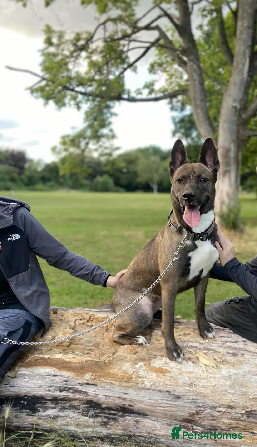 Mixed Breed dogs for sale: Female Belgian Malinois Mix - Advert 1