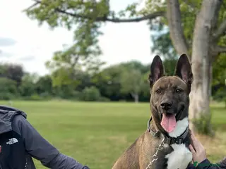 Mixed Breed dogs Female Belgian Malinois Mix - Advert 3