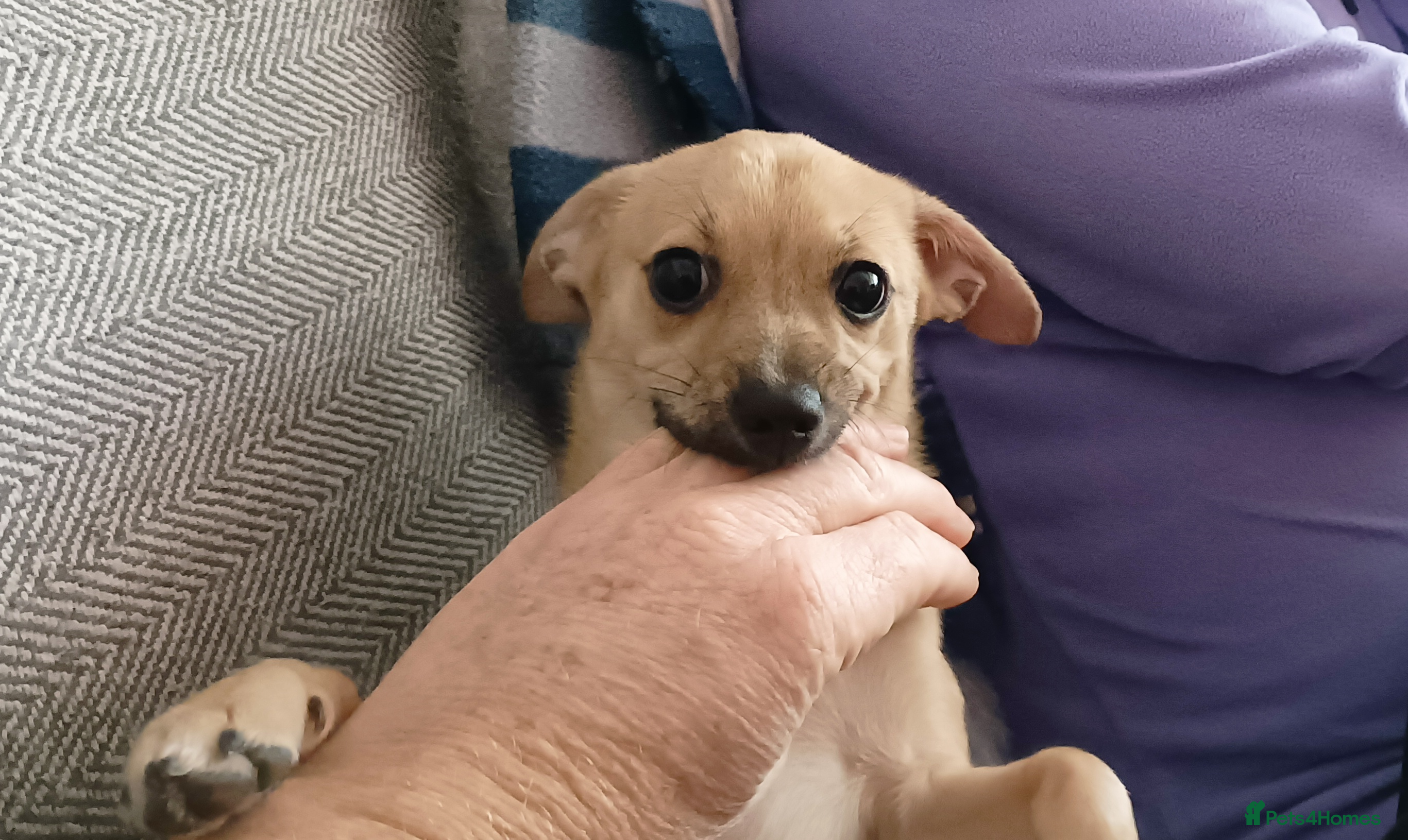 Mixed Breed dogs Jackawawa Jack Russell Chihuahua Girl 4 month old  - Advert 2