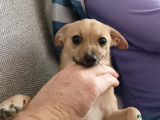 Mixed Breed dogs Jackawawa Jack Russell Chihuahua Girl 4 month old - Advert 2