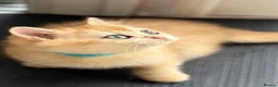 British Shorthair cats for sale: 💛Premium golden chinchilla bsh kittens 💛 - Advert 16