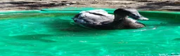 Ducks poultry for sale: Male Runner Duck in Pontefract - Advert 5