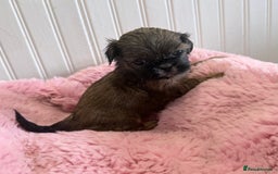 Shih Tzu dogs for sale: 3 Beautiful Shih Tzu girls left 🐶⭐️ - Advert 14