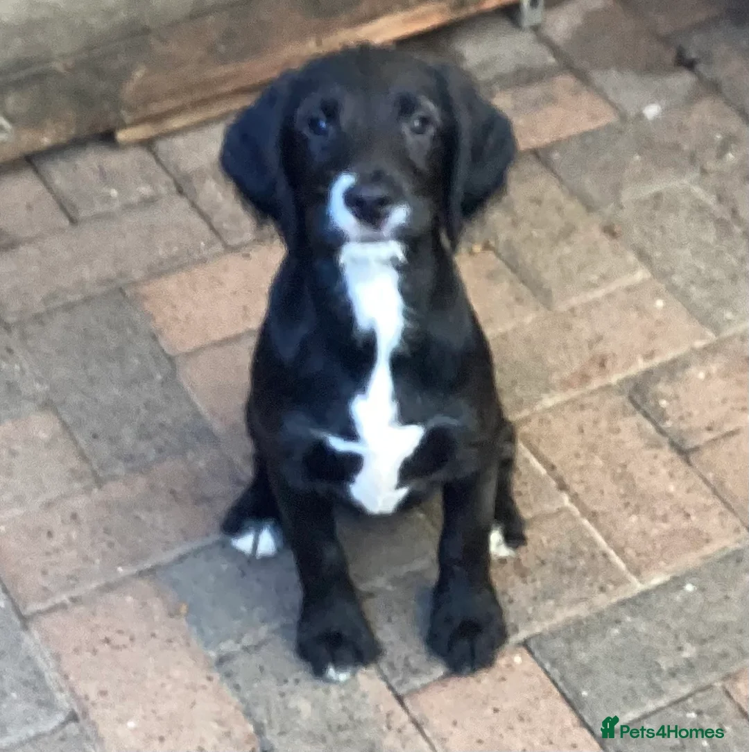 Sproodle dogs for sale: Gorgeous Sproodle Pups (Licensed Breeder) - Advert 4