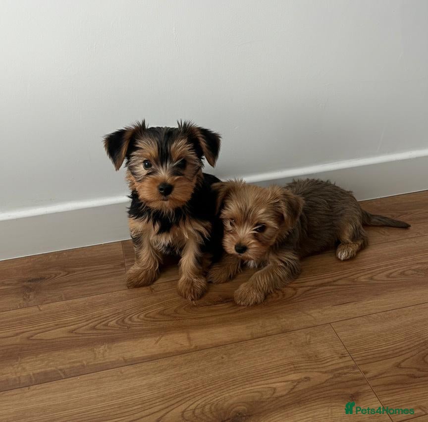 Yorkshire Terrier dogs Yorkshire Terrier Puppies  - Advert 1