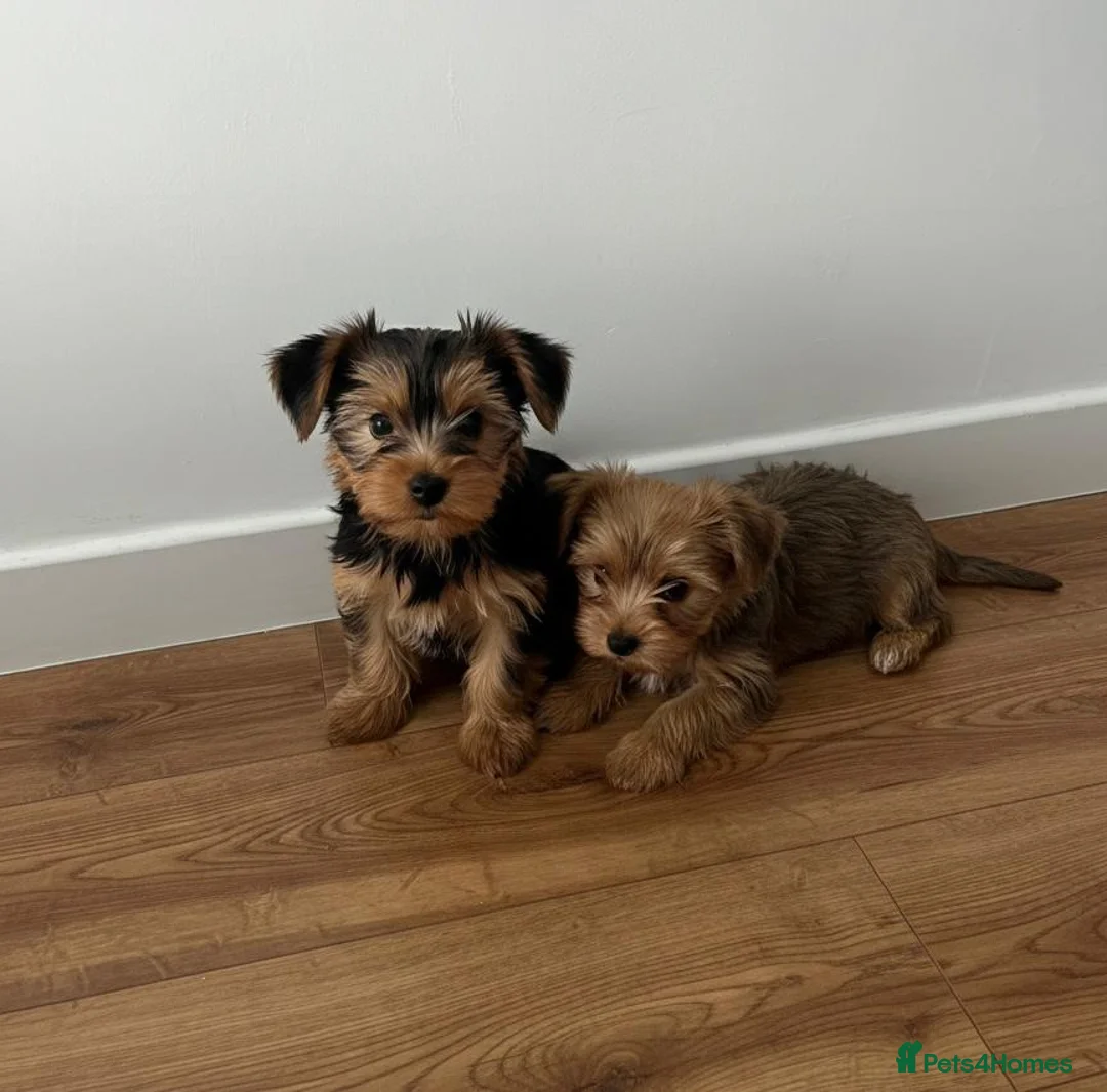 Yorkshire Terrier dogs for sale: Yorkshire Terrier Puppies  - Advert 1