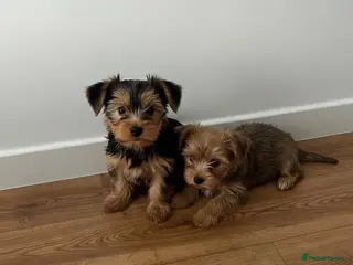Yorkshire Terrier dogs Yorkshire Terrier Puppies - Advert 1