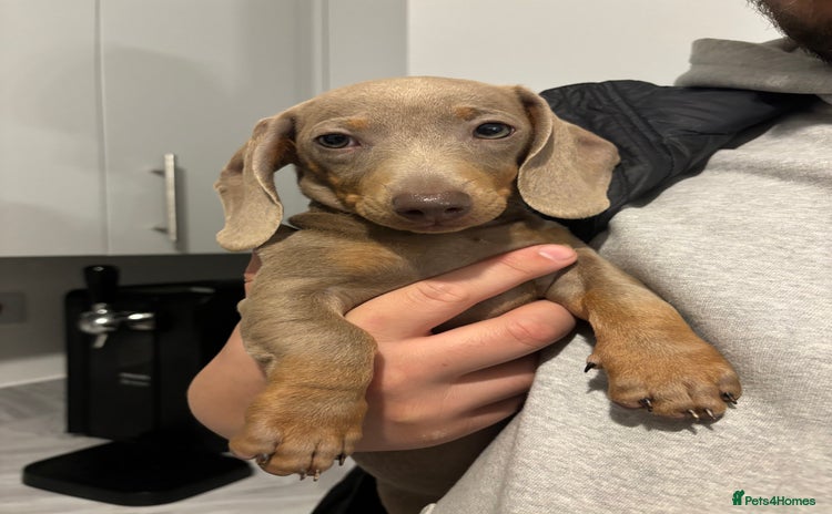 Miniature Dachshund dogs Isabella miniature dachshund  - Advert 3