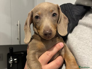 Miniature Dachshund dogs Isabella miniature dachshund - Advert 2