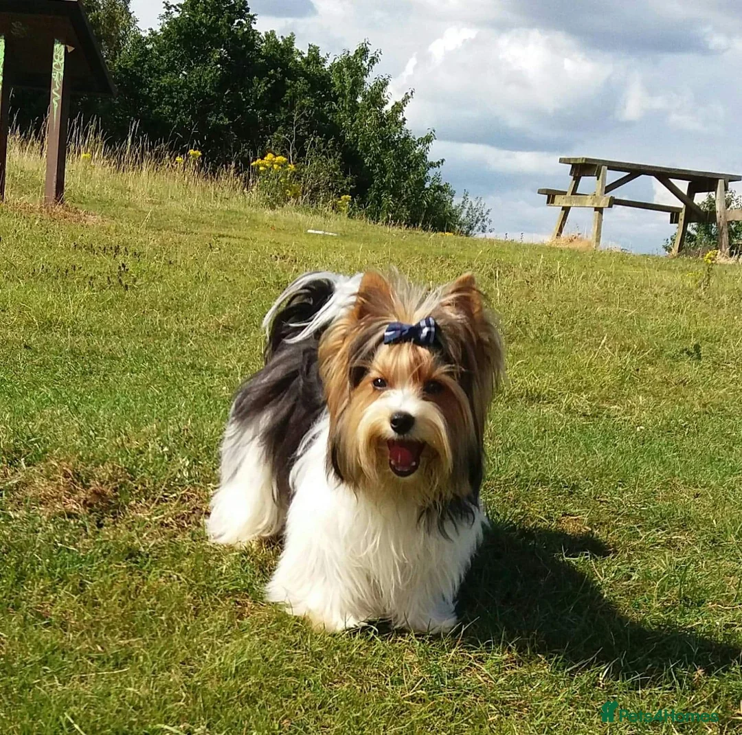 Yorkshire Terrier dogs for sale: Pure Biewer York Terriers for sale - Advert 13