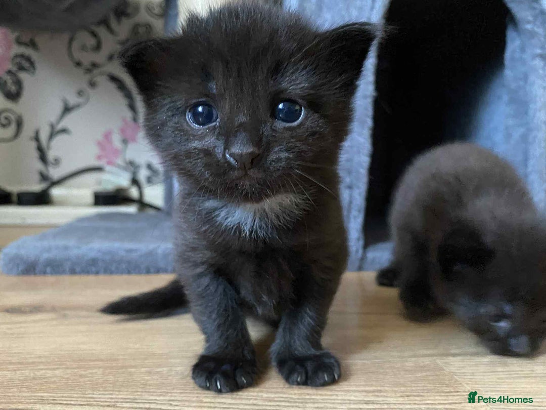 Domestic Shorthair cats for sale: 4 beautiful kittens  - Image 8