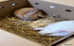 English rabbits for sale: white and brown rabbit  - Advert 2