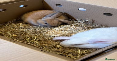 English rabbits white and brown rabbit  - Advert 15