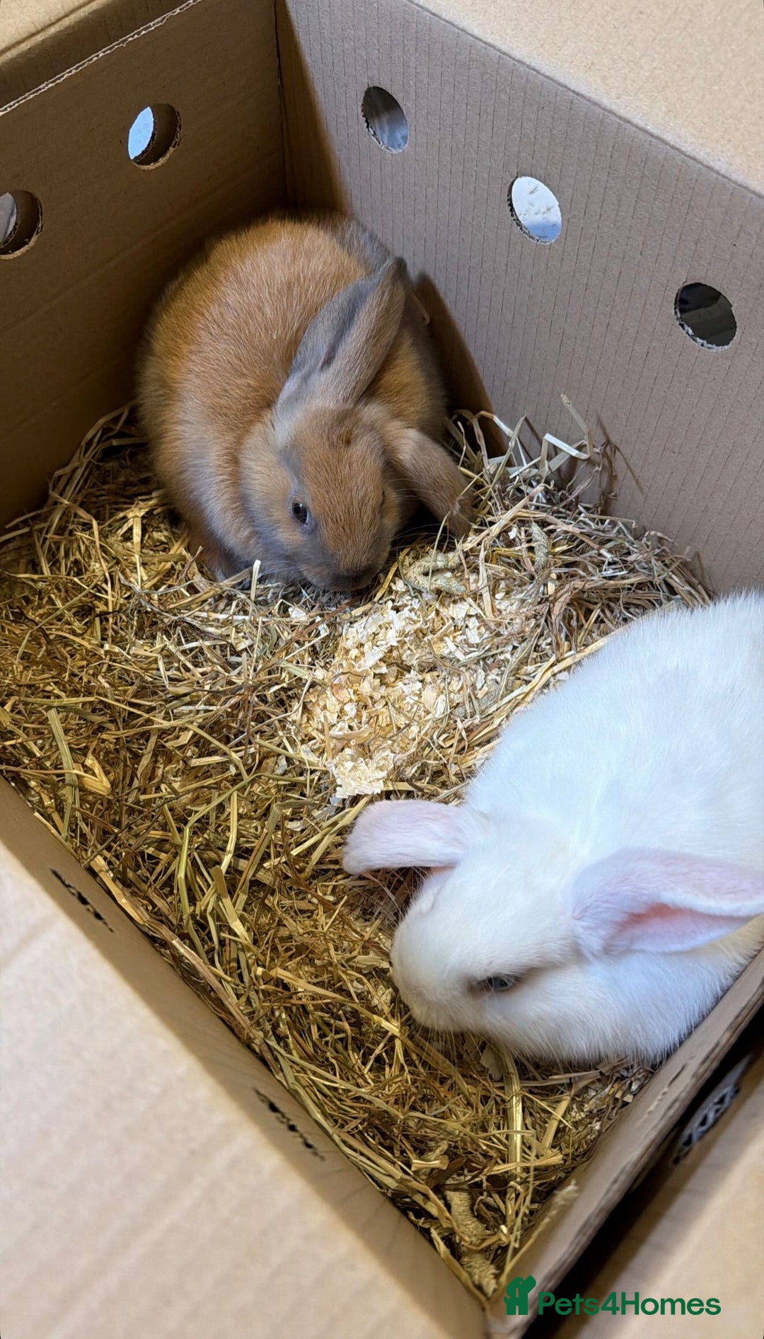 English rabbits for sale: white and brown rabbit  - Advert 2
