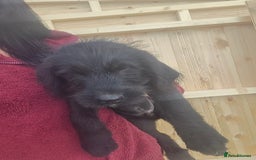 Mixed Breed dogs for sale: Giant Schnauzers x Caucasian shepherd  in Crook - Image 21