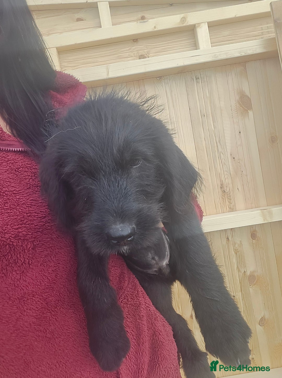 Mixed Breed dogs for sale: Giant Schnauzers x Caucasian shepherd  in Crook - Image 21