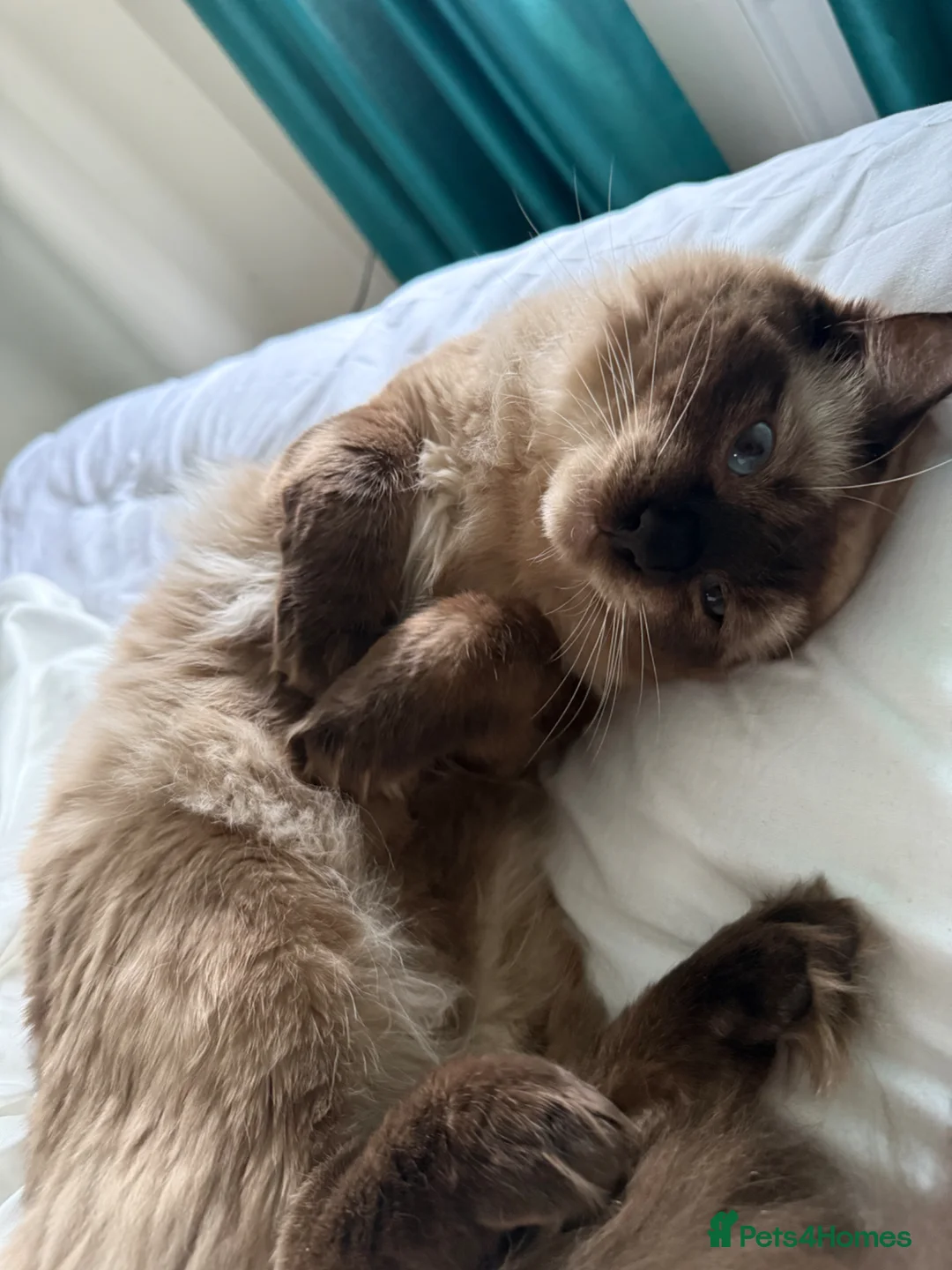 Mixed Breed cats for sale: Black-Brown Tabby Kitten🤎🖤 - Advert 2