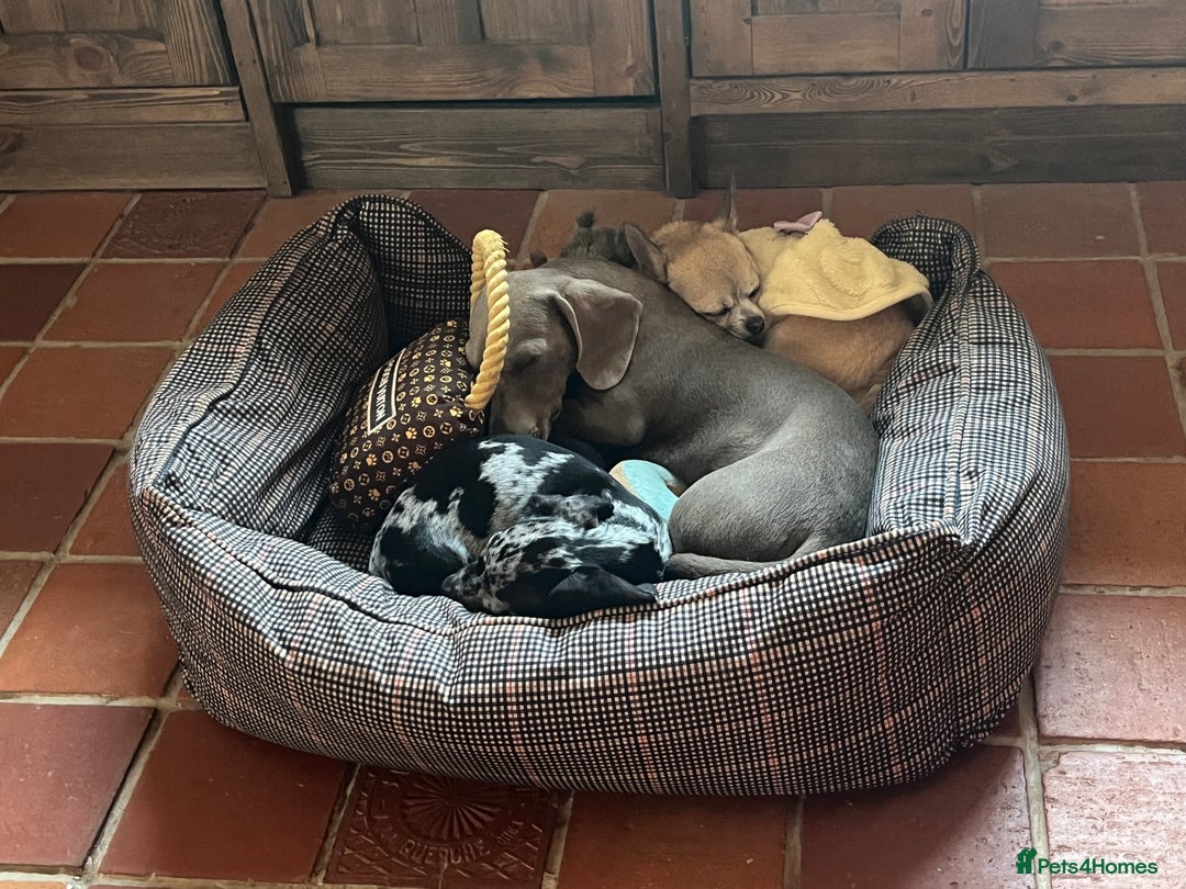 Miniature Dachshund dogs for sale: Dapple mini dachshund & long haired daxi cross - Advert 5