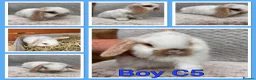Mini Lop rabbits for sale: Mini lop babies  - Advert 10
