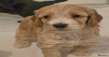 Cockapoo dogs - Advert 7